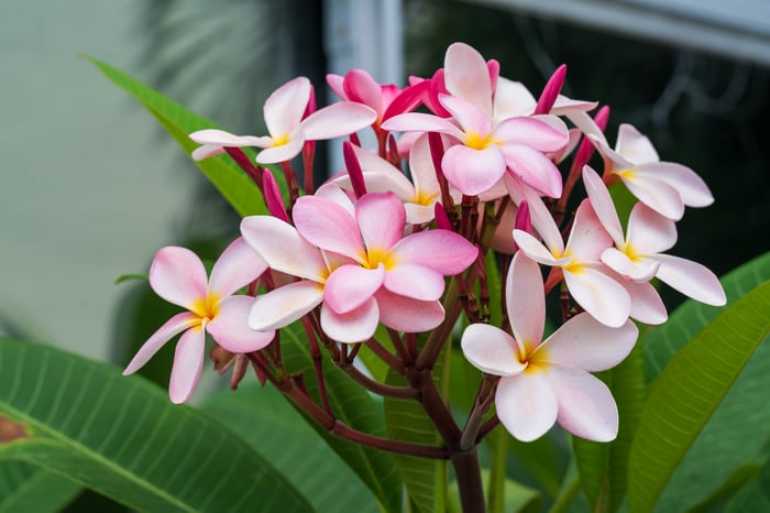 closeup of plants