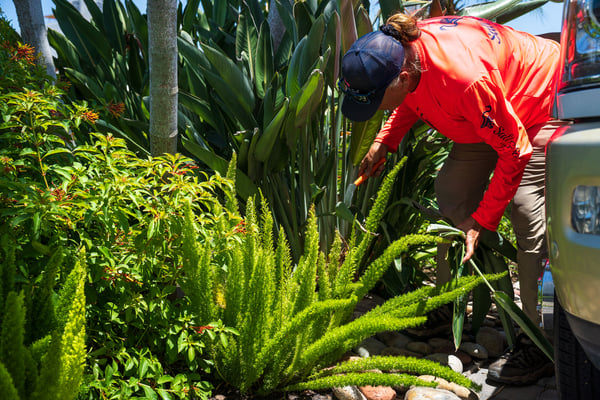 crew cleaning up landscape beds 3