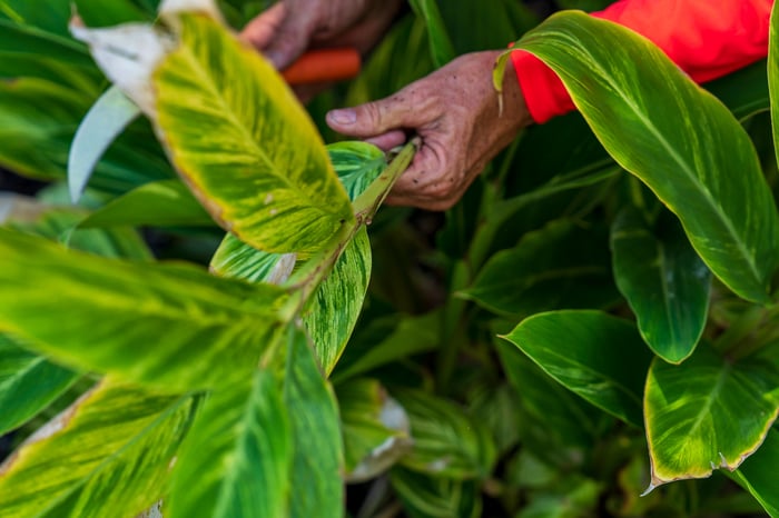 crew pruning back landscape plants