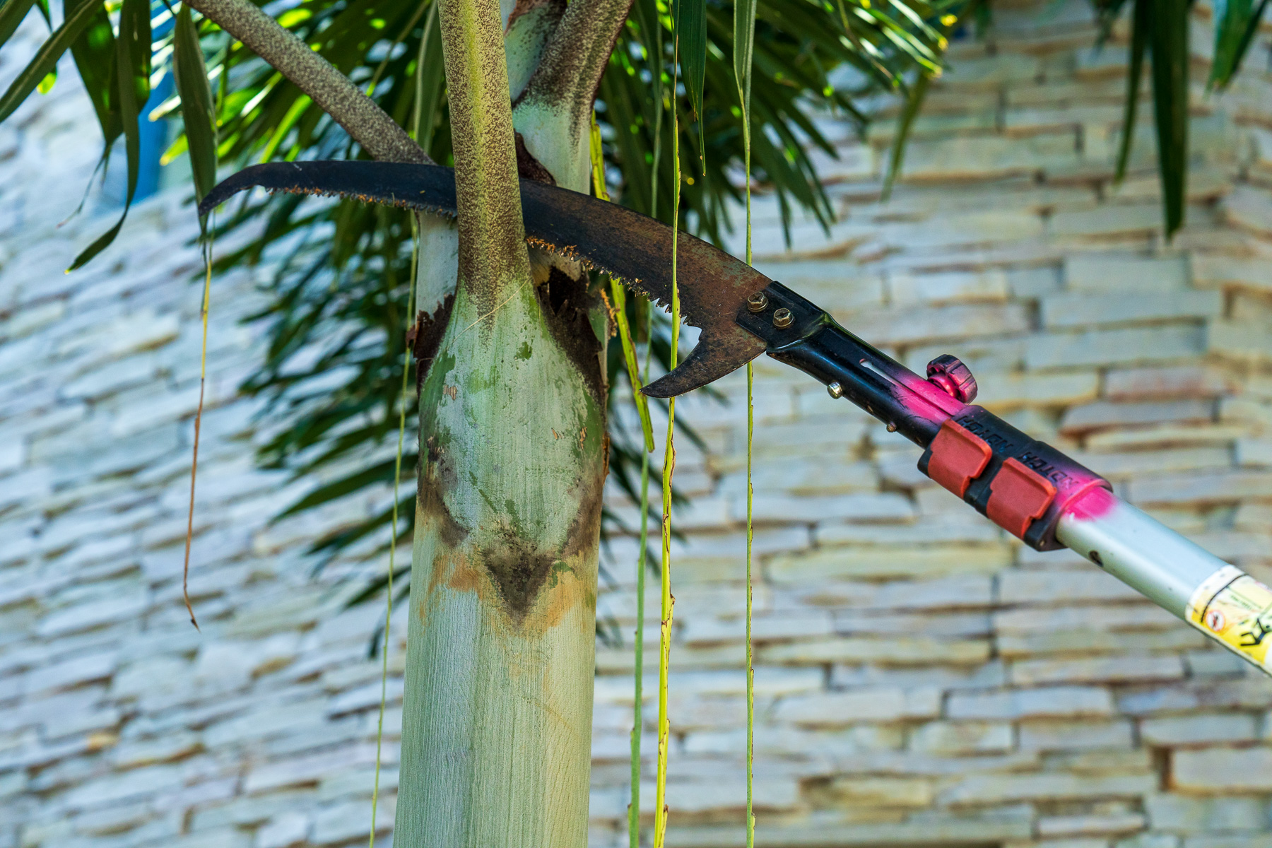 crew pruning back landscape trees 1