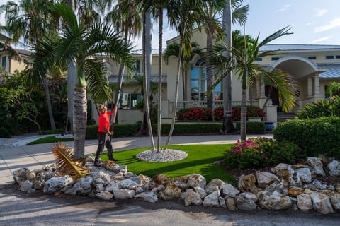 crew pruning large palm trees landscape beds 2