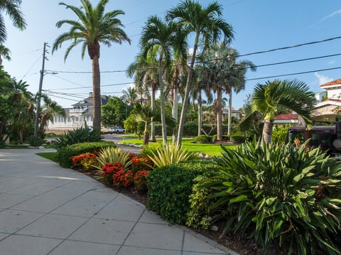 driveway landscape beds large palms
