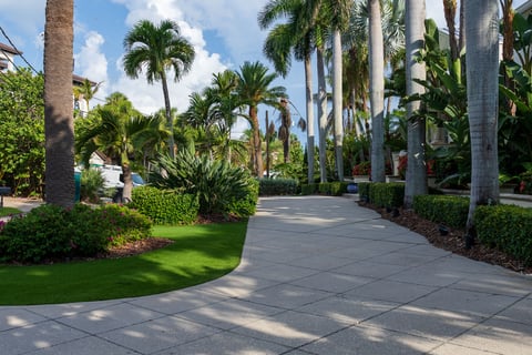 green lawn driveway landscape beds large palm trees
