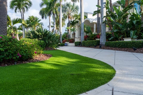 landscape beds green lawn driveway large palms