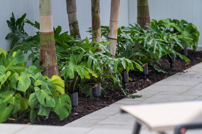 paver walkway landscape beds up lighting on trees