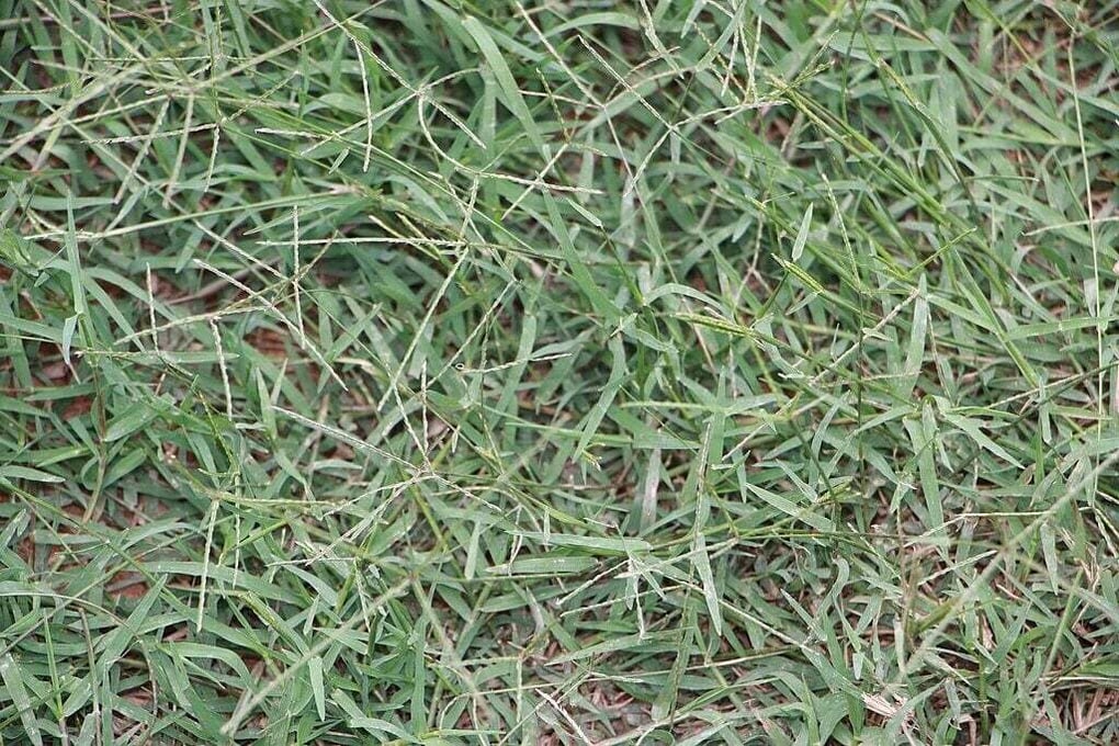 Bermudagrass
