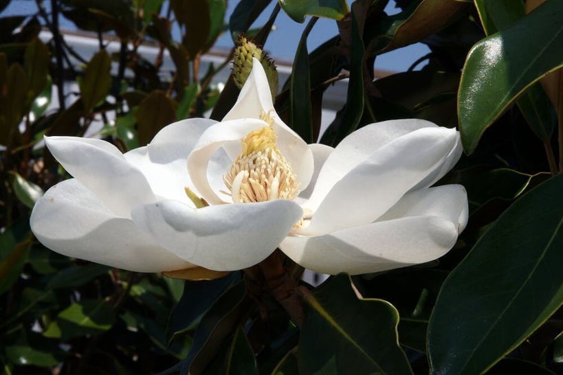 Little Gem Magnolia