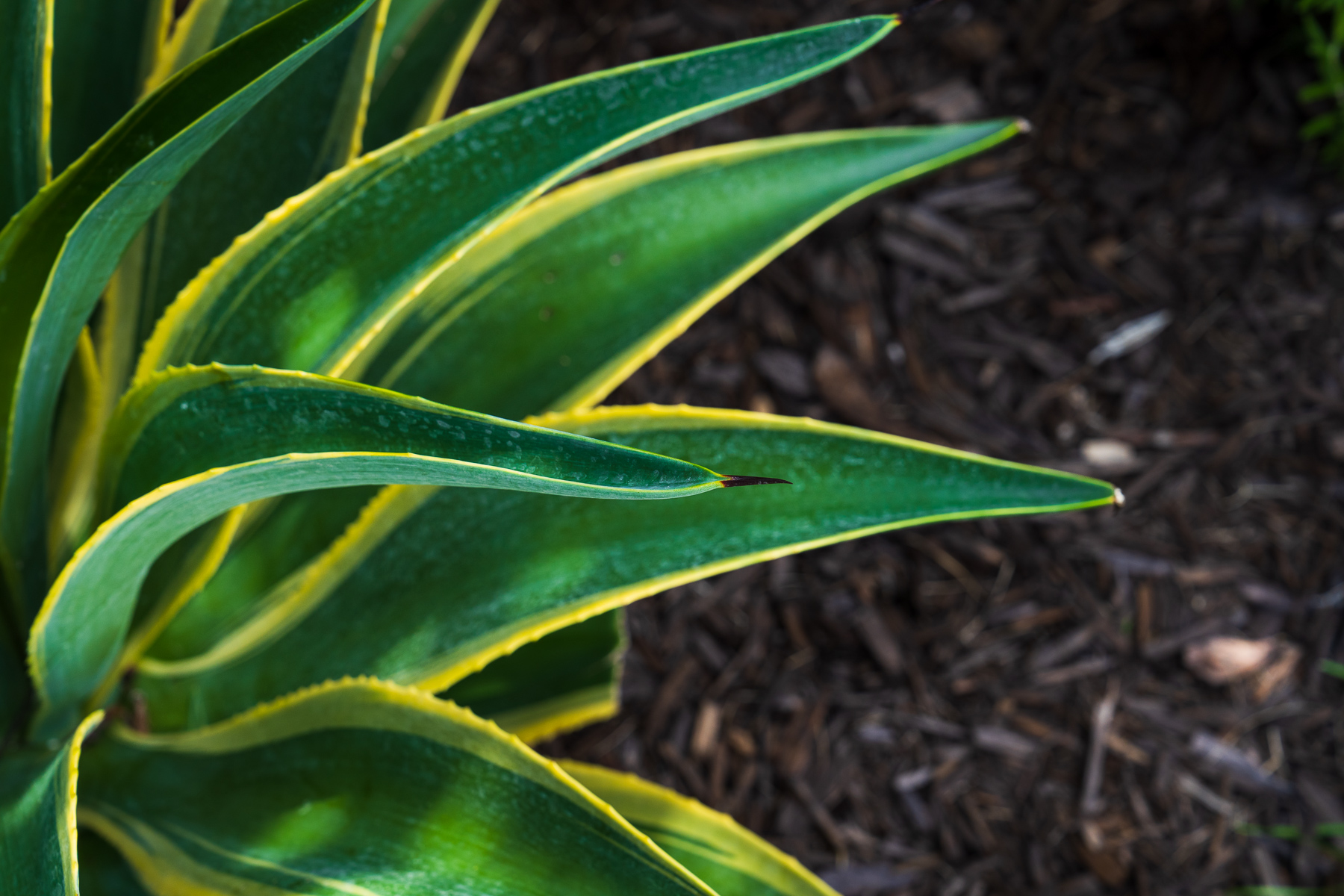 closeup of tropical plants landscape beds 1