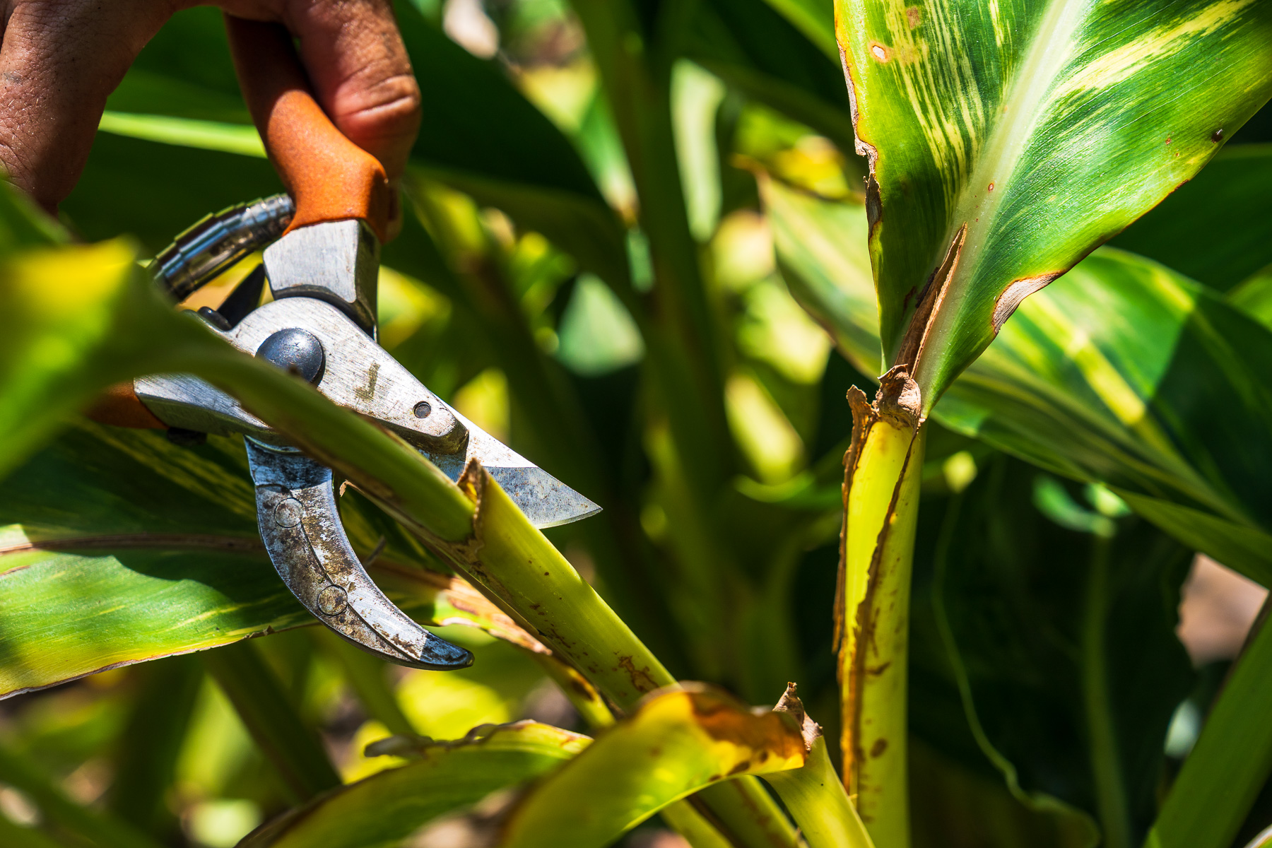 crew pruning back landscape plants 3