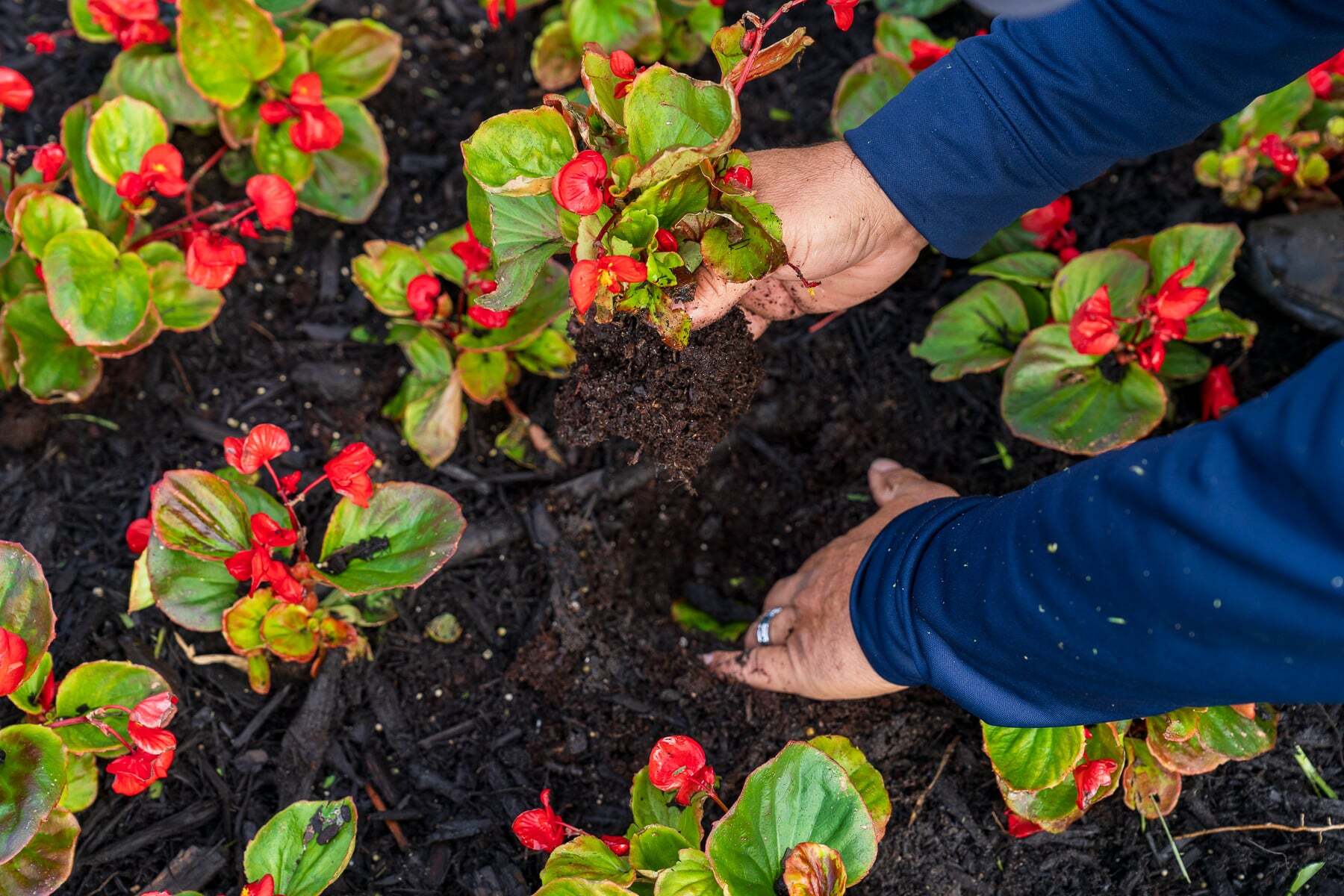 landscape crew close up of planting flowers