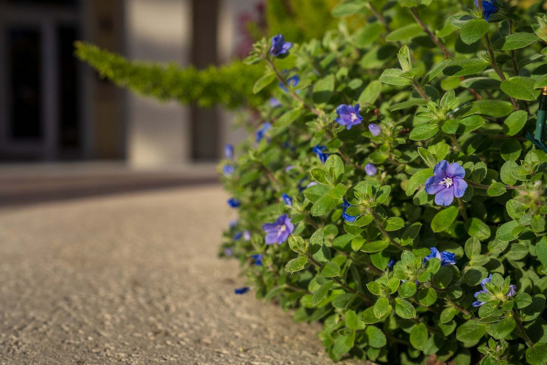 landscape maintenance close up of flowery bush